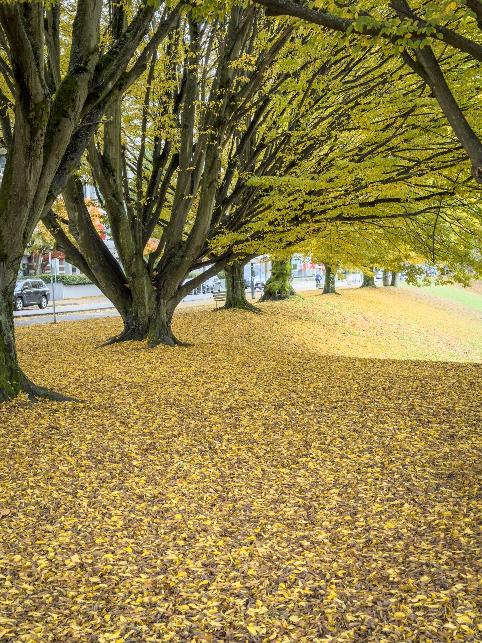 Finding Fall in Vancouver