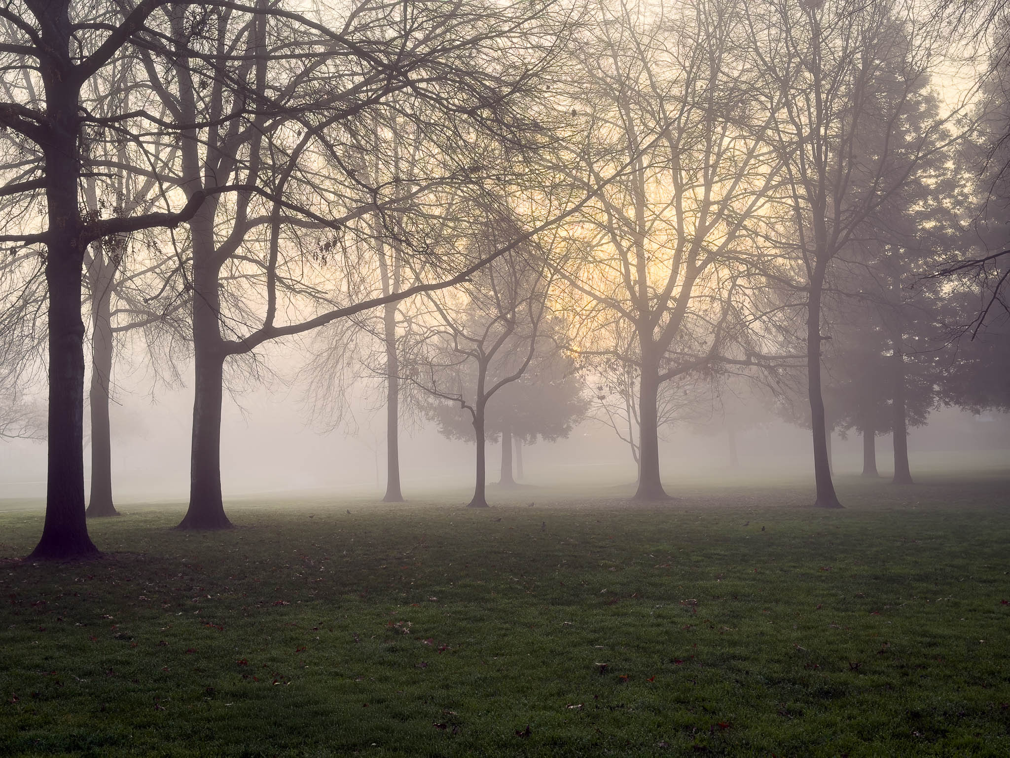 Pea Soup – Tule Fog Returns